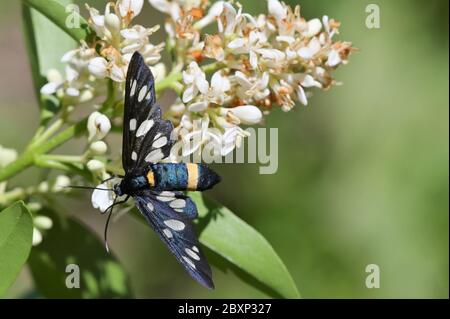 Closeup Mating pair Nine-Spotted Moth (Amata Phegea) Stock Photo