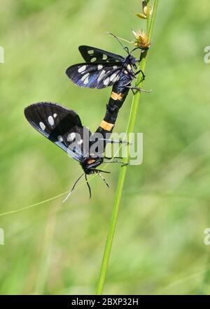 Closeup Mating pair Nine-Spotted Moth (Amata Phegea) Stock Photo