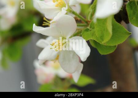Apple blossoms, shot in close up, blooming Stock Photo