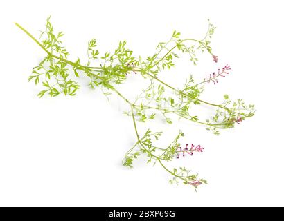 Fumaria officinalis, the common fumitory, drug fumitory or earth smoke. Isolated on white Stock Photo