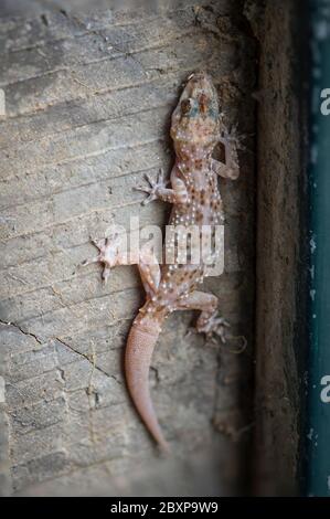 Mediterranean house gecko, Turkish gecko (Hemidactylus turcicus) exposed to light hiding in shed, Spain. Stock Photo