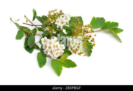 Spiraea sometimes spelled spirea. Flowers Isolated on white background Stock Photo