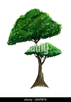 green tree isolated on white, watercolor illustration with simple green tree Stock Photo