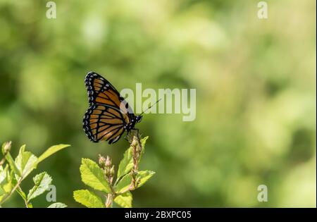 Viceroy Butterfly, Limenitis archippus, side profile against green background Stock Photo