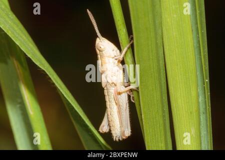 Meadow Grasshopper nymph (Chorthippus parallelus) Stock Photo