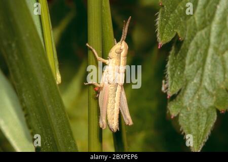 Meadow Grasshopper nymph (Chorthippus parallelus) Stock Photo