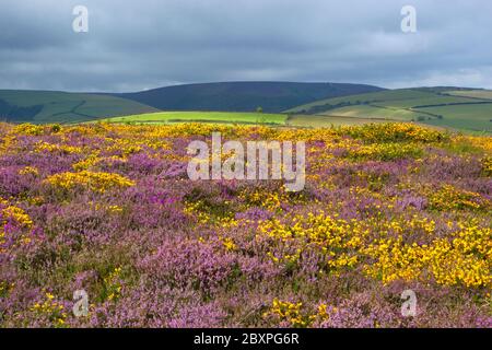 View over Heather and Gorse on Exmoor, Somerset, England, United Kingdom Stock Photo