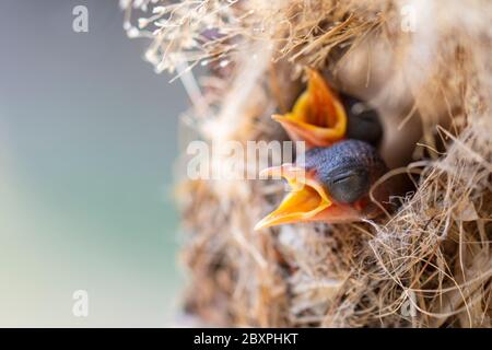 Image of baby birds are waiting for the mother to feed in the bird's nest on nature background. Bird. Animals. Stock Photo