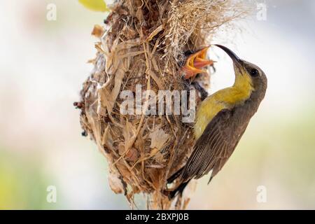 Image of Purple Sunbird (Female) feeding baby bird in the bird's nest on nature background. (Cinnyris asiaticus). Bird. Animals. Stock Photo