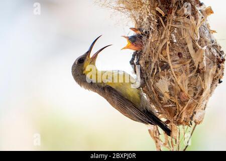 Image of Purple Sunbird (Female) feeding baby bird in the bird's nest on nature background. (Cinnyris asiaticus). Bird. Animals. Stock Photo