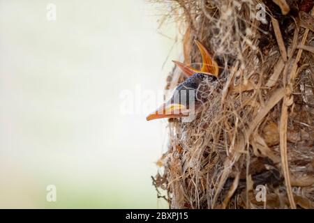 Image of baby birds are waiting for the mother to feed in the bird's nest on nature background. Bird. Animals. Stock Photo