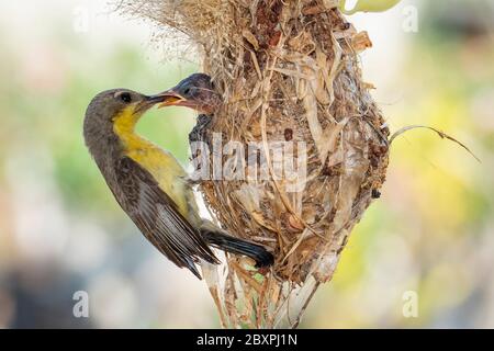 Image of Purple Sunbird (Female) feeding baby bird in the bird's nest on nature background. (Cinnyris asiaticus). Bird. Animals. Stock Photo