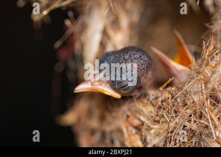 Image of baby birds are waiting for the mother to feed in the bird's nest on nature background. Bird. Animals. Stock Photo