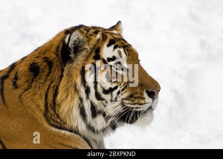Sibirian Tiger (Panthera tigris altaica) in snow Stock Photo