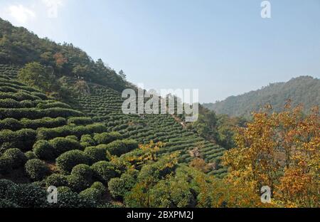 Longjing Tea Village near Hangzhou in Zhejiang Province, China. View of the hills and fields where the famous Longjing tea is grown Stock Photo