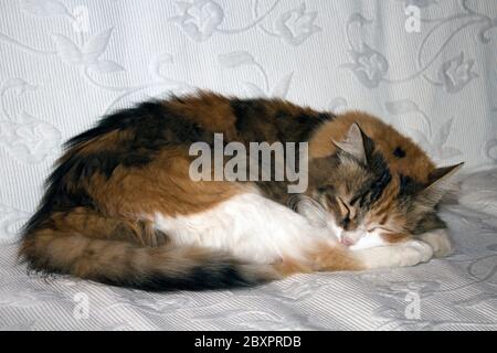 Central perspective view full length portrait of a tortoise shell calico cat on white sofa sleeping peacefully. Stock Photo