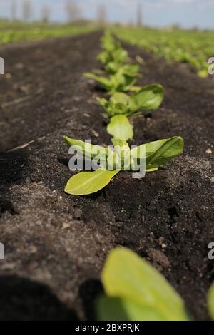 Little gem lettuces being grown in The Fens by Gs Growers Stock Photo