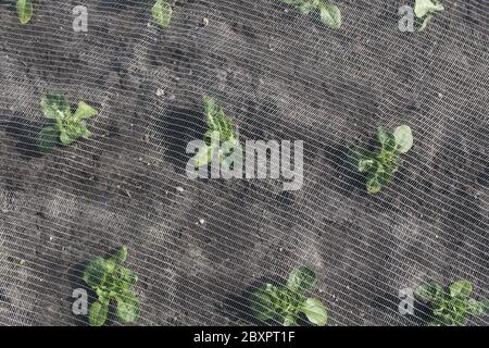 Little gem lettuces being grown under nets in The Fens by Gs Growers Stock Photo
