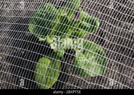 Little gem lettuces being grown under nets in The Fens by Gs Growers Stock Photo