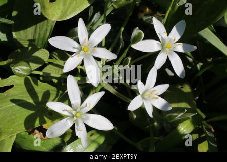 Common Star of Bethlehem flowers,  Ornithogalum umbellatum Stock Photo