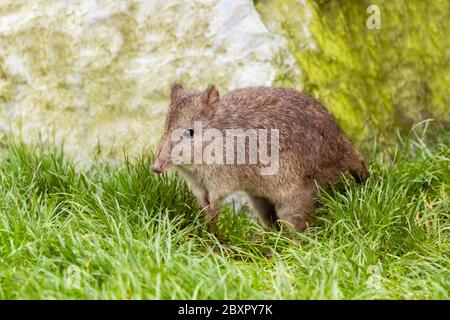 Long Nosed Potoroo (Potorous tridactylus) Standing in Grass Stock Photo