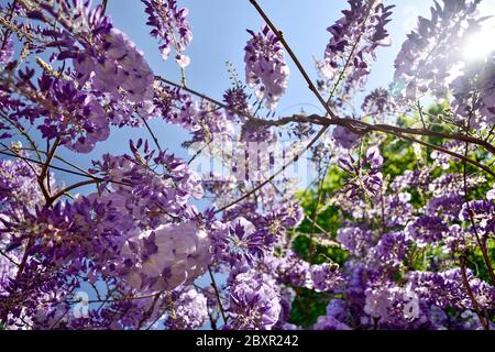 A spring sunny day under a wisteria plant, green and violet colors with a sun ray Stock Photo