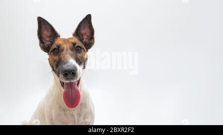Cute smiling fox terrier dog, white backdrop and copy space. Happy and beautiful puppy looking at camera Stock Photo