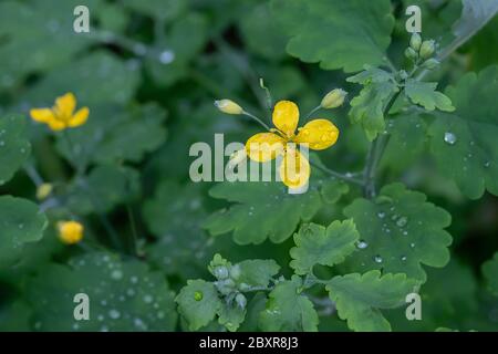 Yellow flowers Chelidonium majus, an important medicinal plant with anti-cancer properties, grows in European forests. Alternative medicine concept Stock Photo