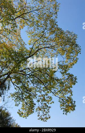 A tree with green and yellow leaves set against a blue sky. Taken in the ancient town of Hongcun in Anhui Province, China. Stock Photo