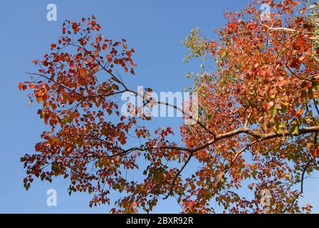 A tree with red and orange leaves set against a blue sky. Taken in the ancient town of Hongcun in Anhui Province, China. Stock Photo
