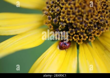 A ladybug perched on the yellow flower, macroview, portrait Stock Photo