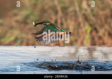 Common kingfisher,Alcedo atthis known as Blue Lightning, beginning day searching food (catching fish) at São Domingos river banks.Peniche. Portugal. Stock Photo