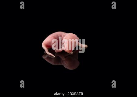 White rat isolated on black background. Symbol of new year 2020 Stock Photo