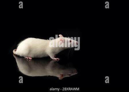 White rat isolated on black background. Symbol of new year 2020 Stock Photo