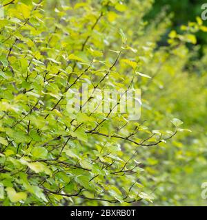 Closeup nature view of green leaf on blurred greenery background in garden with copy space for text using as summer background natural green plants la Stock Photo
