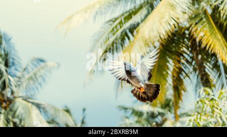 Pigeon flying against colorful background Stock Photo