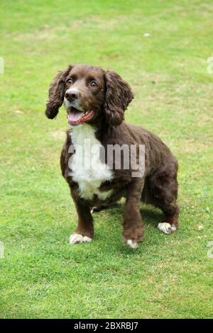 A playful cocker spaniel awaits a ball throw. Stock Photo