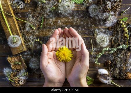 yellow beautiful dandelion flowers with seeds, dandelions with ...