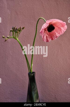 pink poppy and sicilian honey garlic buds in vase Stock Photo