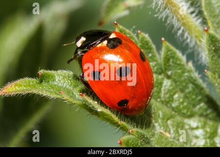 7 Spot ladybird (Coccinella septempunctata) Sussex, UK garden Stock Photo