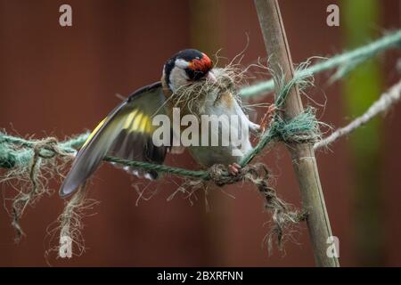 London, UK.  8 June 2020.  UK Weather - A male goldfinch (Carduelis carduelis) collects fibres of garden twine for nest building from a suburban garden in north west London.  Usually, five eggs are laid in June in nests built within thick cover several metres above ground, with the chicks hatching two weeks later.  Credit: Stephen Chung / Alamy Live News Stock Photo