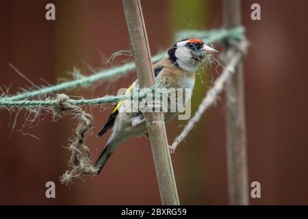 London, UK.  8 June 2020.  UK Weather - A male goldfinch (Carduelis carduelis) collects fibres of garden twine for nest building from a suburban garden in north west London.  Usually, five eggs are laid in June in nests built within thick cover several metres above ground, with the chicks hatching two weeks later.  Credit: Stephen Chung / Alamy Live News Stock Photo