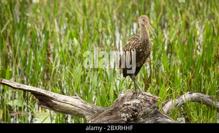 Limpkin bird spotted at the Loxahatchee National Wildlife Refuge at Boynton Beach, FL on June 7th, 2020 Stock Photo