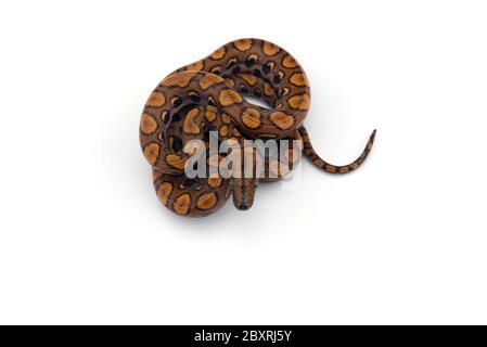 The rainbow boa, snake isolated on white background Stock Photo