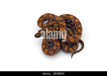 The rainbow boa, snake isolated on white background Stock Photo