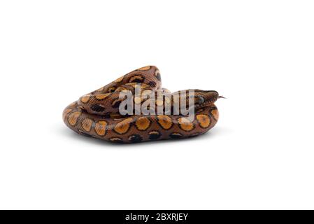 The rainbow boa, snake isolated on white background Stock Photo