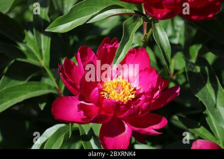 Luxurious bud of burgundy peony. Beautiful garden flowers. Close-up. Stock Photo