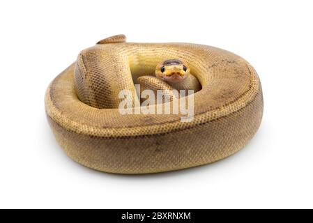 The royal python isolated on white background Stock Photo