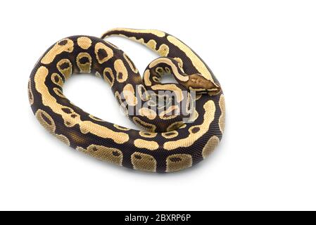 The royal python isolated on white background Stock Photo