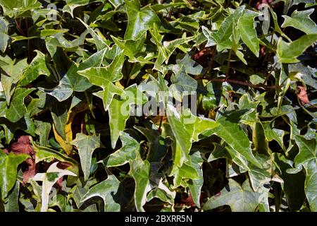 Hedera Algeriensis (Ivy) covering wall Stock Photo